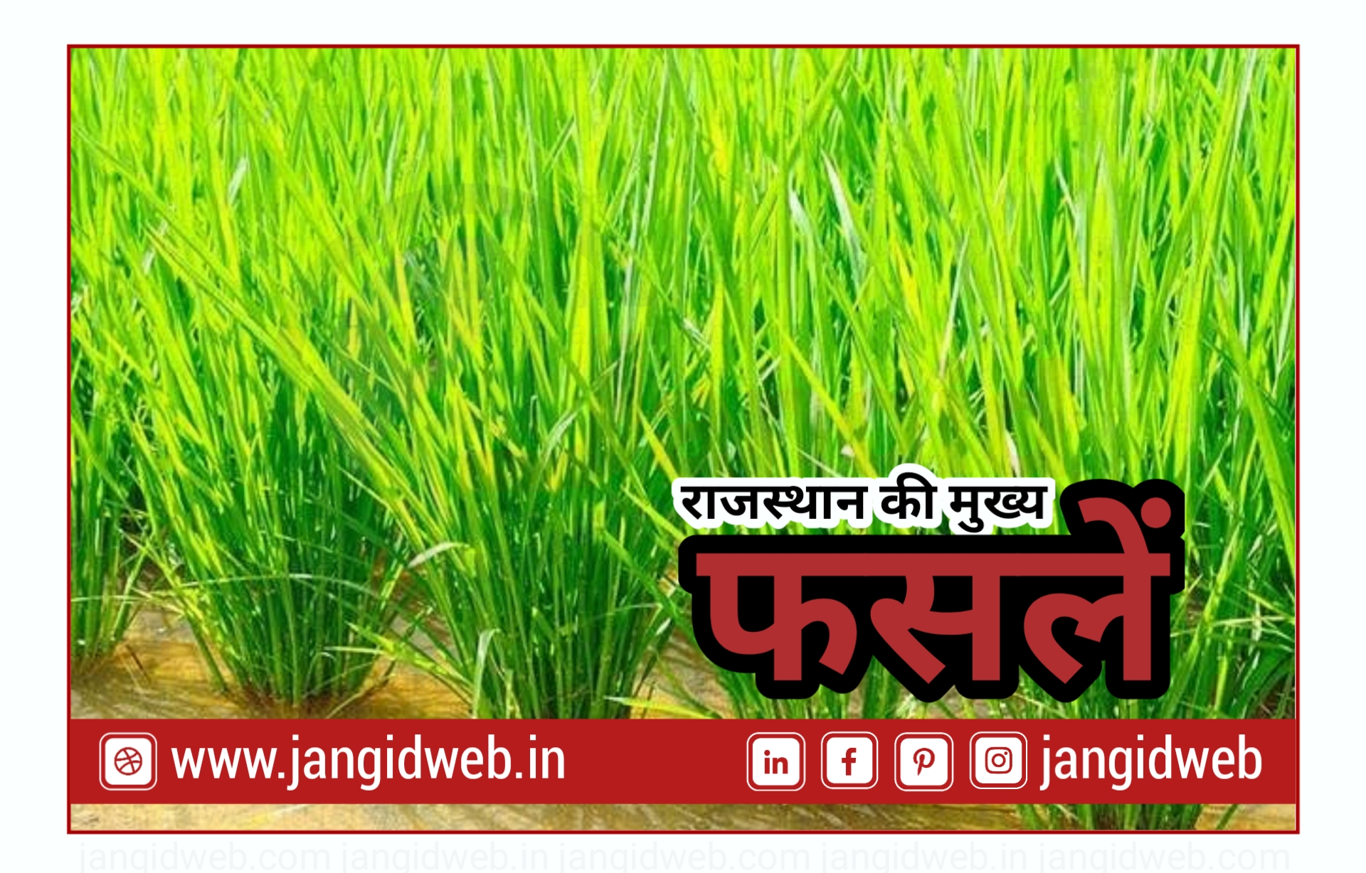 राजस्थान की मुख्य फसलें - Main crops of Rajasthan